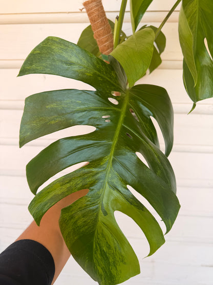 Monstera Borsigiana Green on Green