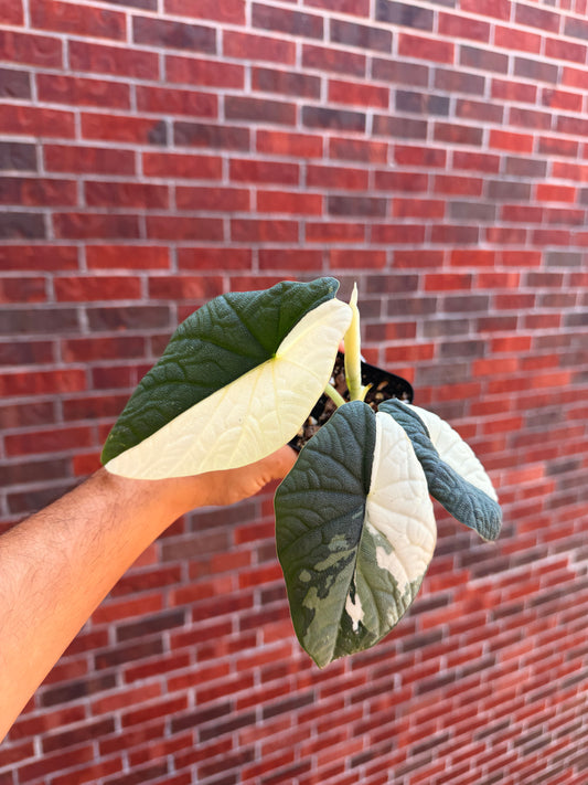 Alocasia Melo Albo Mother