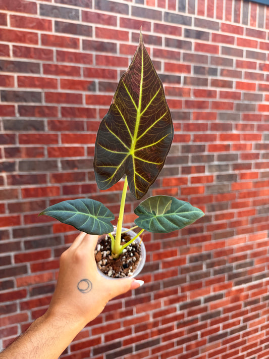 Alocasia Regal Shield Albo