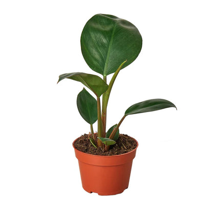 Philodendron Red Congo