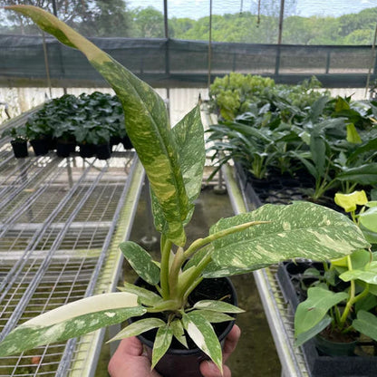 Philodendron Ring of Fire