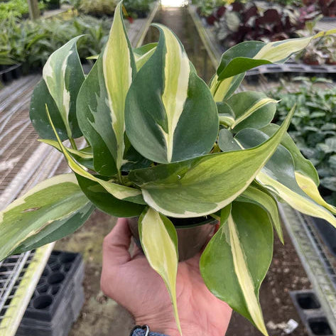 Philodendron Silver Stripe
