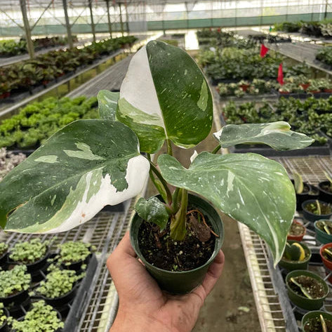 Philodendron White Princess
