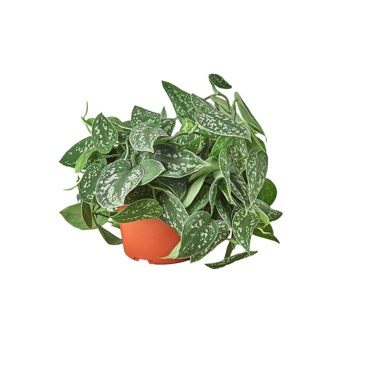 Scindapsus Silver Satin