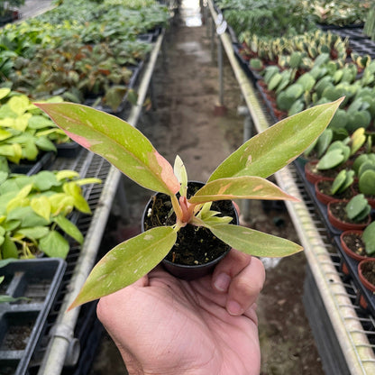 Philodendron Ring of Fire