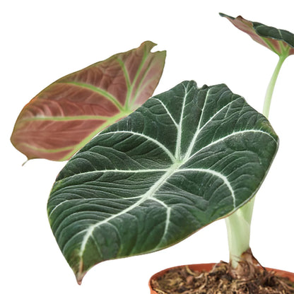 Alocasia Black Velvet