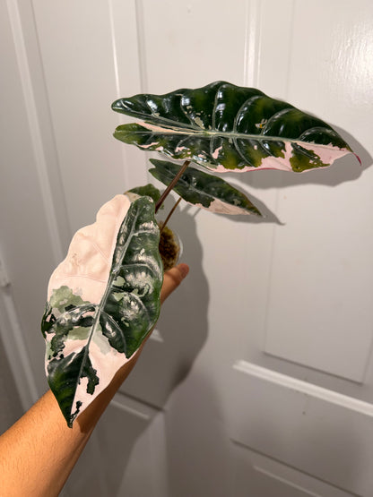 Alocasia Pink Chantrieri