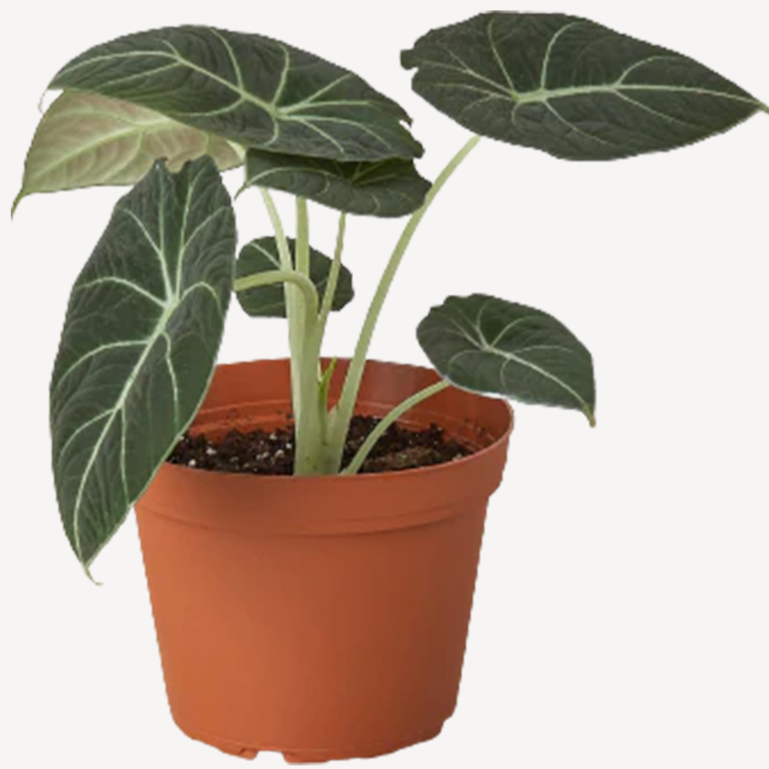 Alocasia Black Velvet