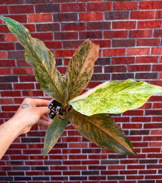 Anthurium Hookeri Variegated
