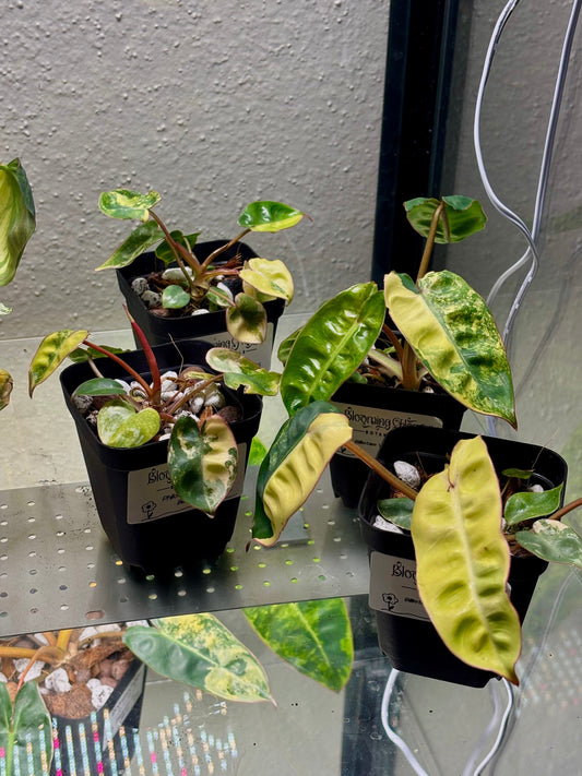 Philodendron Billietiae Variegated