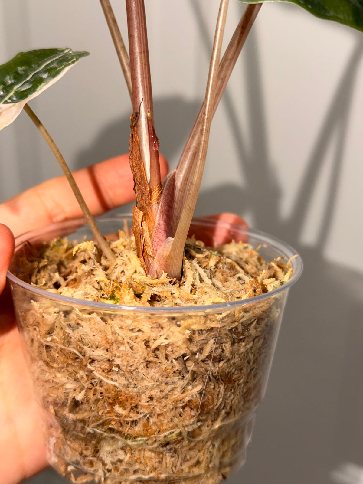 Alocasia Pink Chantrieri