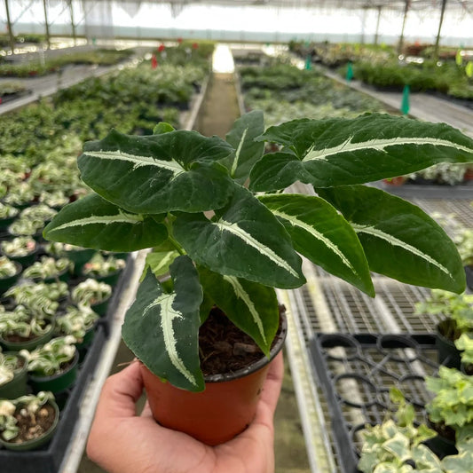 Syngonium Wendlandii Black Velvet 4"