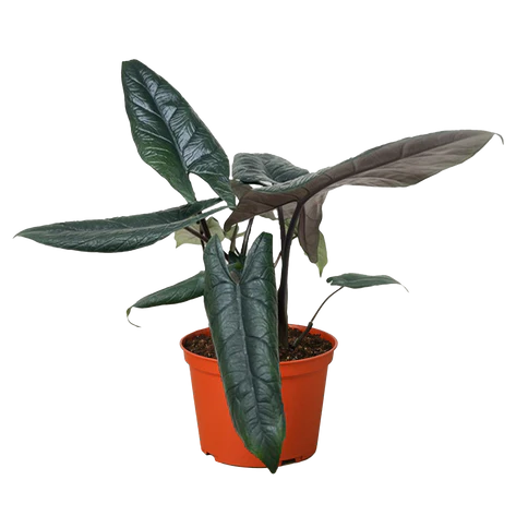 Alocasia Scalprum