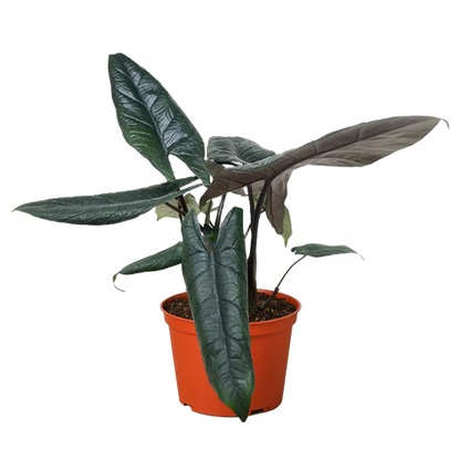 Alocasia Scalprum