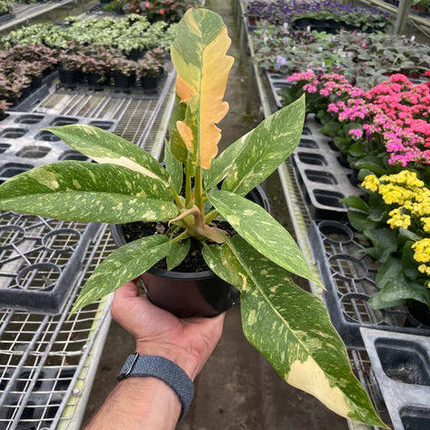 Philodendron Ring of Fire