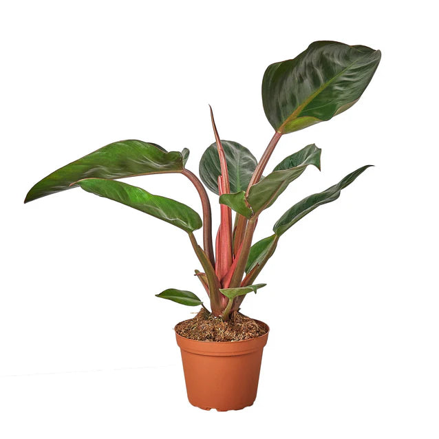 Philodendron Red Congo