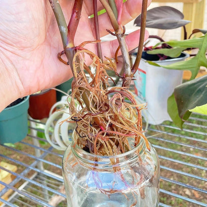 Propagation Drops
