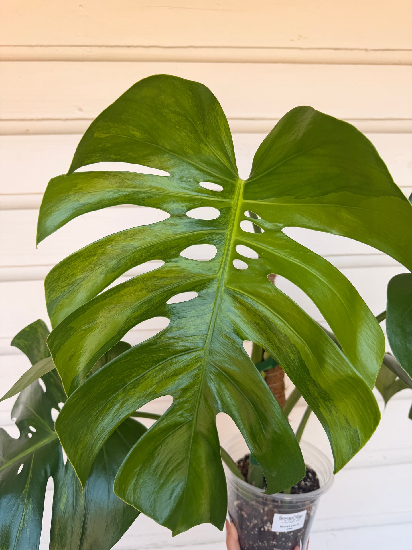 Monstera Borsigiana Green on Green