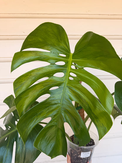 Monstera Borsigiana Green on Green