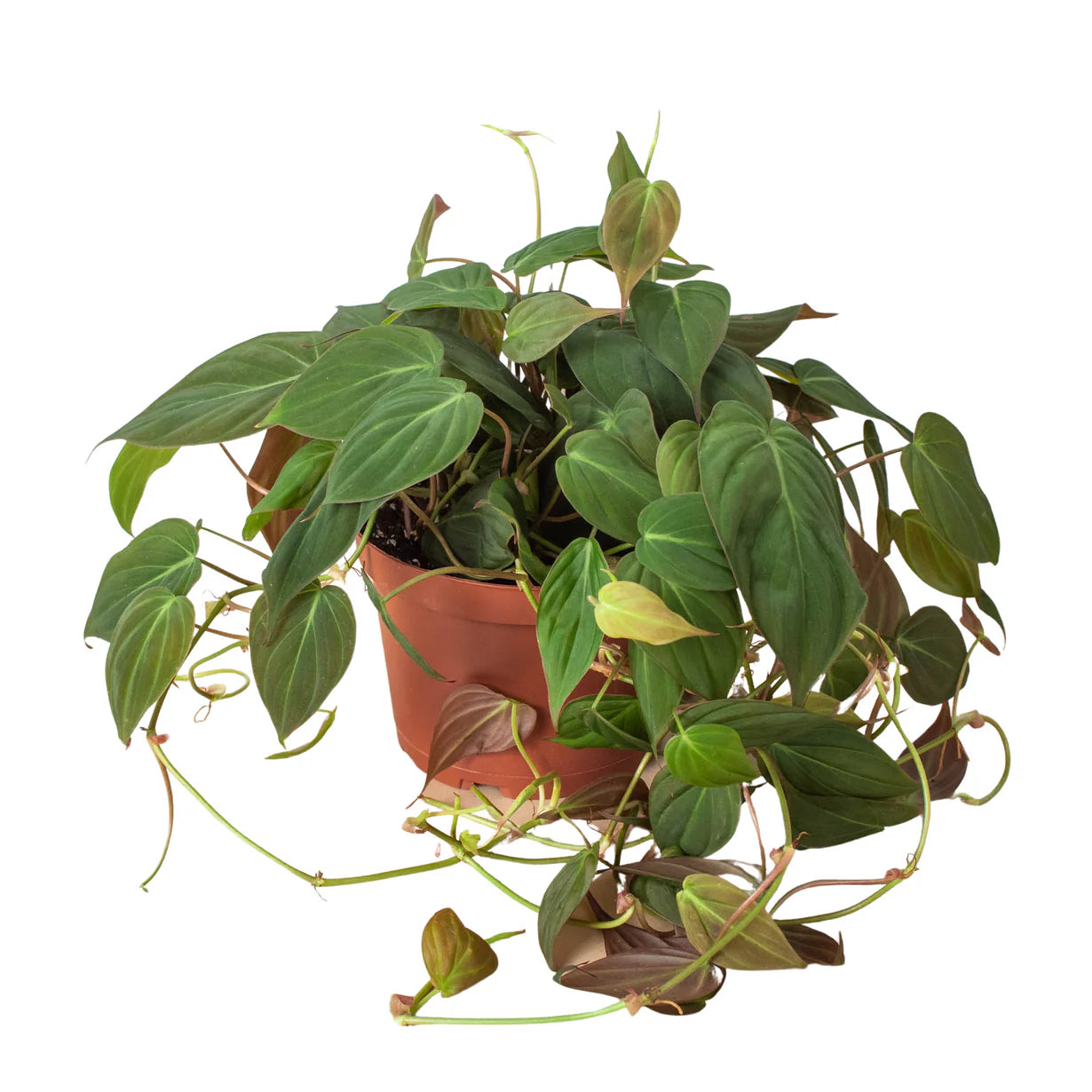 Philodendron Micans