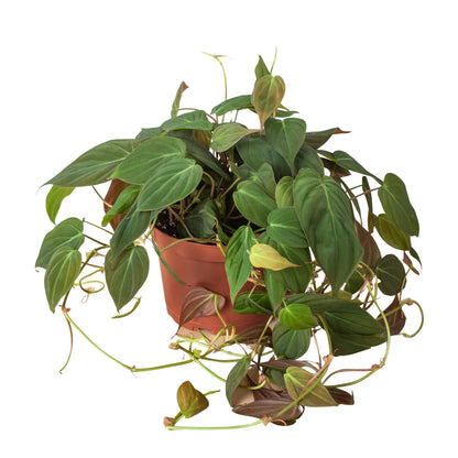 Philodendron Micans