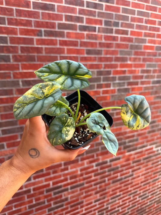 Alocasia Silver Dragon Aurea