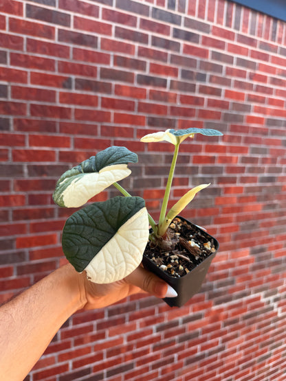 Alocasia Melo Albo Mother