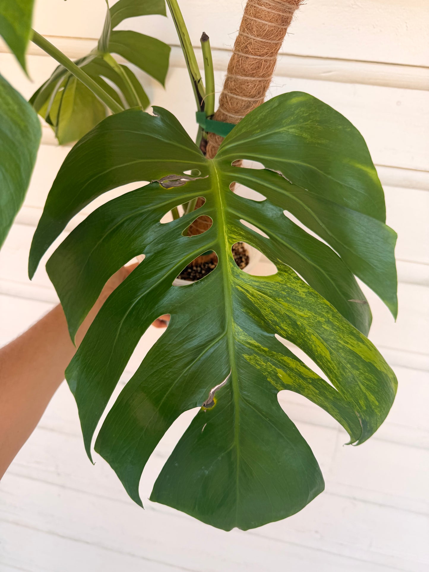 Monstera Borsigiana Green on Green