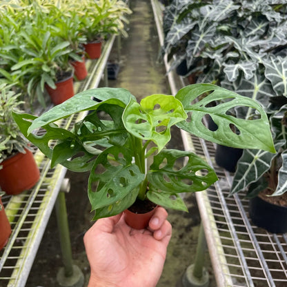 Monstera Swiss Cheese