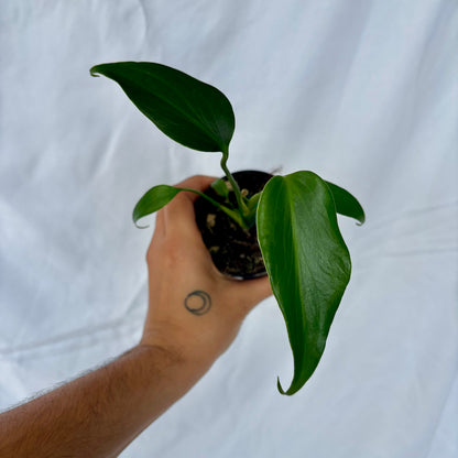 Monstera Burle Marx Flame