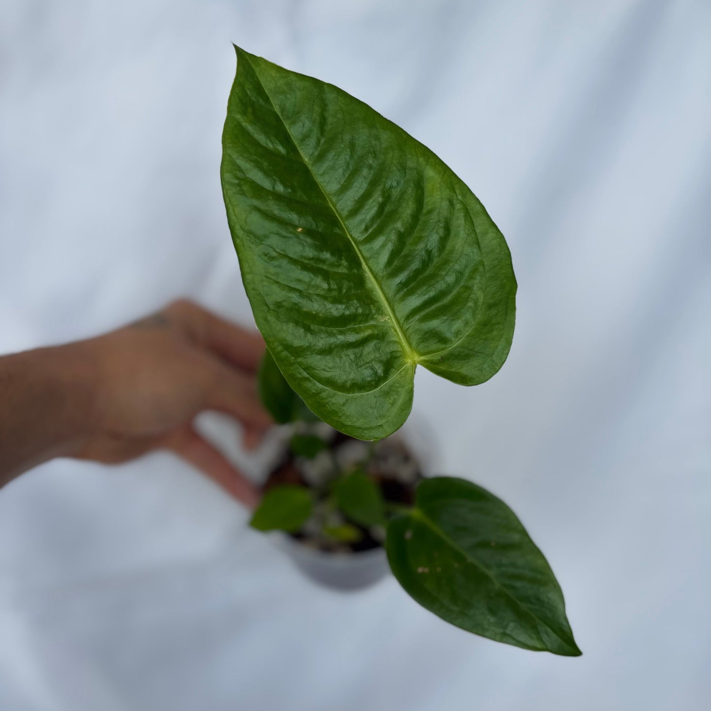 Anthurium King Veitchii