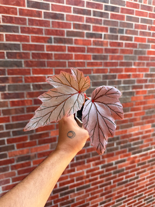 Begonia Lamoon