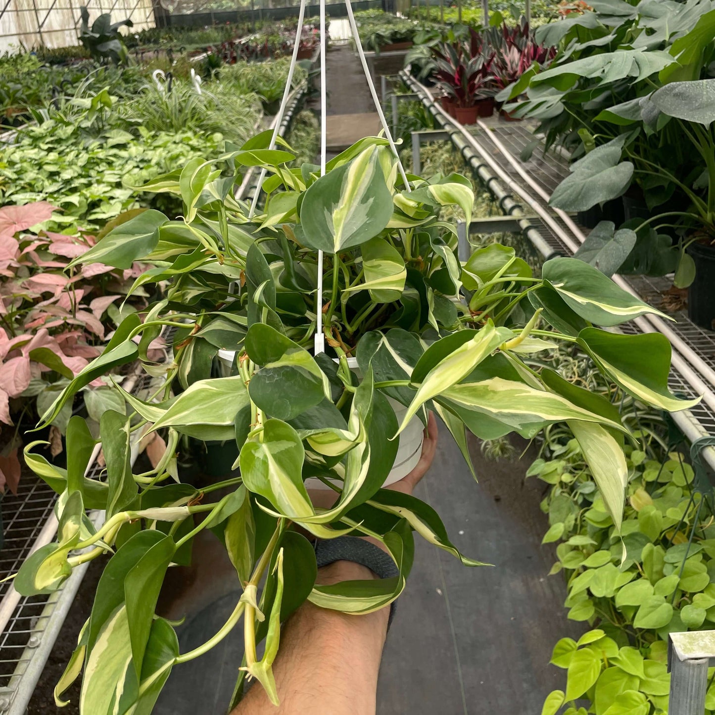 Philodendron Silver Stripe