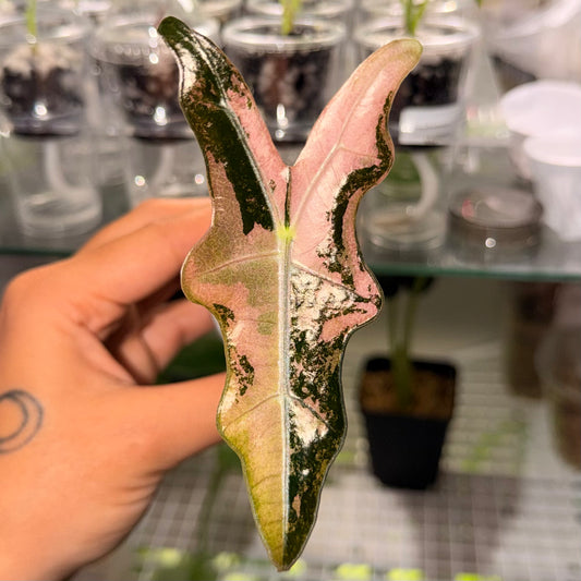 Alocasia Pink Nobilis Pup