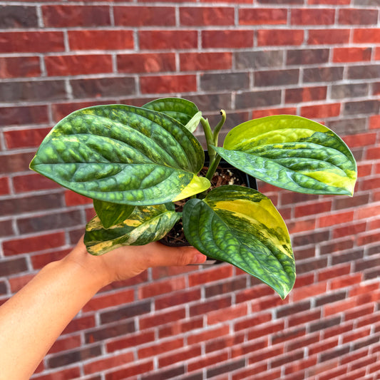 Monstera Peru Variegated