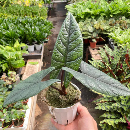 Alocasia Scalprum