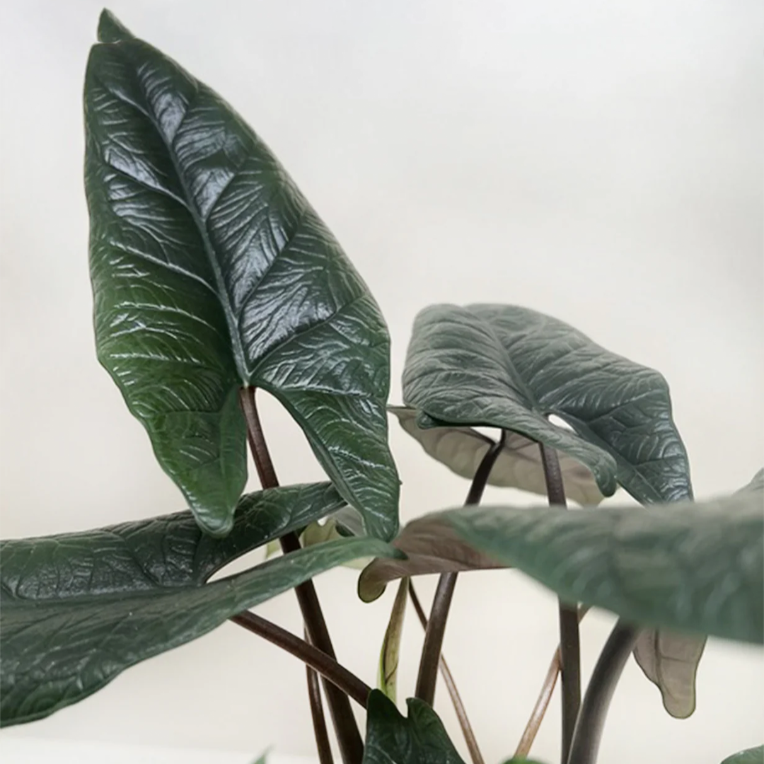 Alocasia Scalprum
