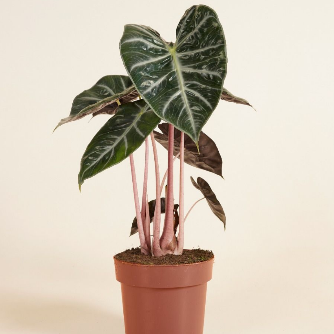 Alocasia Pink Dragon
