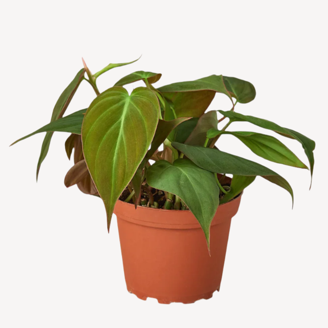 Philodendron Micans