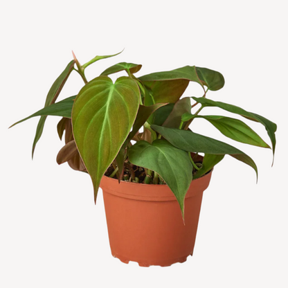 Philodendron Micans