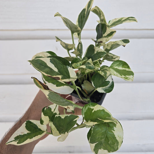 Epipremnum N'Joy