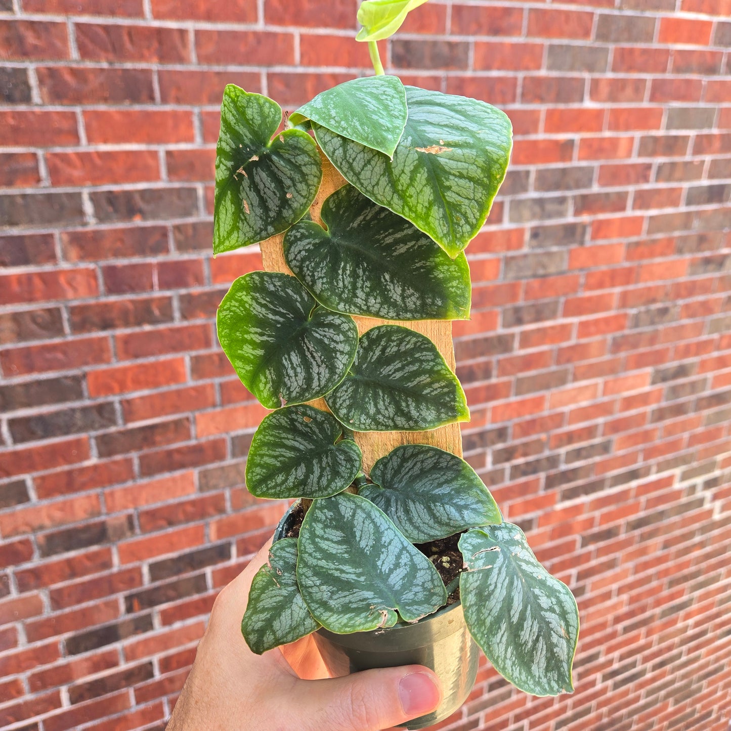Monstera Dubia