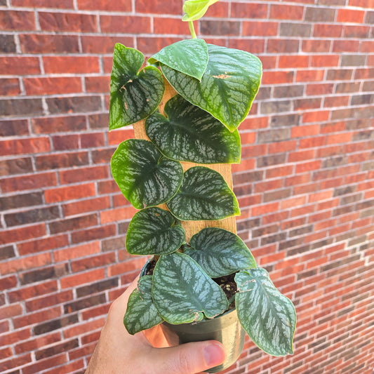 Monstera Dubia