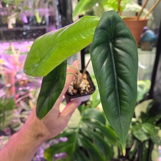 Alocasia Puncak Borneesis 4"