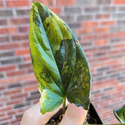 Syngonium Red Arrow Variegated