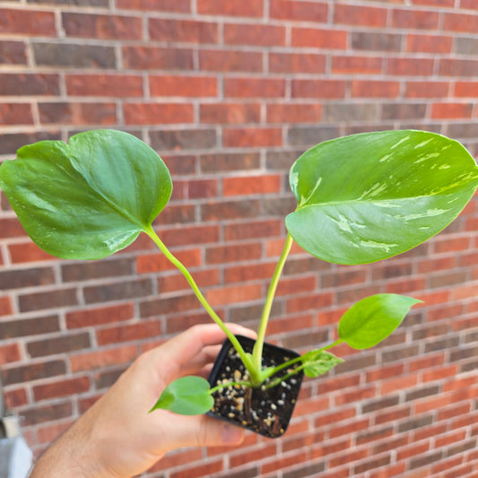 Monstera Bulbasaur