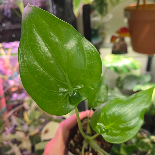 Alocasia Cucullata