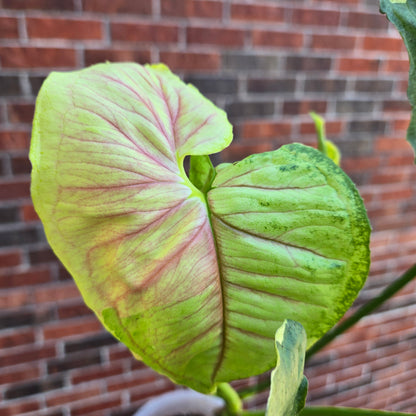 Syngonium Mango Allusion