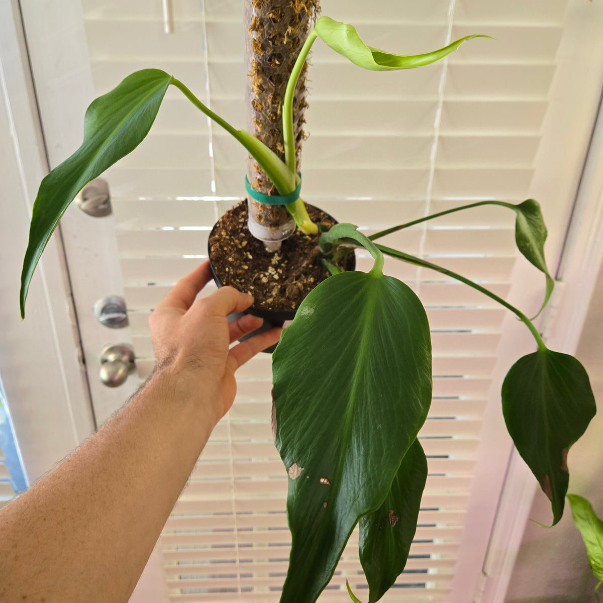 Monstera Burle Marx Flame