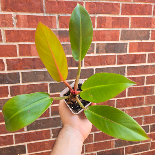 Philodendron Prince of Orange